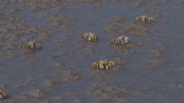 Group of small crabs walking sideways on a muddy shoreline, socotra island