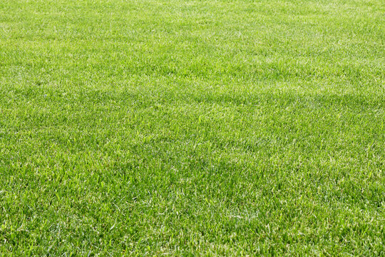 GREEN GRASS MOWED LAWN COVERING THE GROUND - NATURAL TURF FIELD WITH DENSE BLADES OF VEGETATION. FRESH GREENERY, PLANTS, LEAVES, HERBAGE AND SOD FORM A LUSH RURAL GARDEN OR PARK YARD GRASS AREA