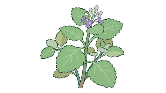 Indian Borage Mexican Mint Coleus Amboinicus Herbal Plant Vector Illustration