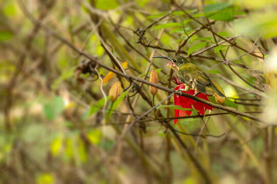 A little Spiderhunter a nectar feeding bird in  Tilari forest