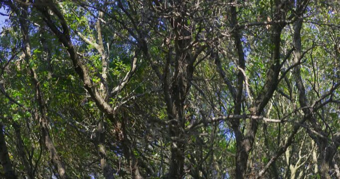 Mediterranean Maquis Forest with Holm Oak Trees on the Adriatic Coast of Croatia