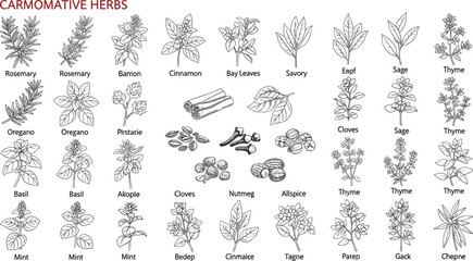 Aromatic herbs and spices vector illustration set, detailed vintage botanical drawings of rosemary basil thyme cloves nutmeg and leaves isolated on white background © MstLinaAkter