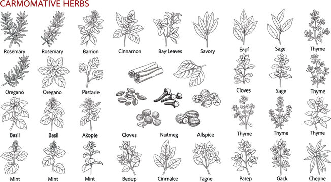 Aromatic herbs and spices vector illustration set, detailed vintage botanical drawings of rosemary basil thyme cloves nutmeg and leaves isolated on white background
