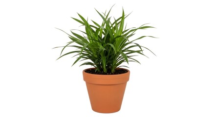 Fototapeta premium テラコッタの植木鉢に植えられた緑色の観葉植物、室内装飾用の鉢植え、白い背景の製品写真素材 plant terracotta houseplant green desig