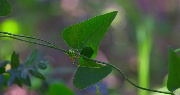 Fresh Green Leaves of Black Bryony (Tamus communis) in Mediterranean Forest