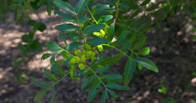 Pistacia lentiscus Flowers in Mediterranean Forest
