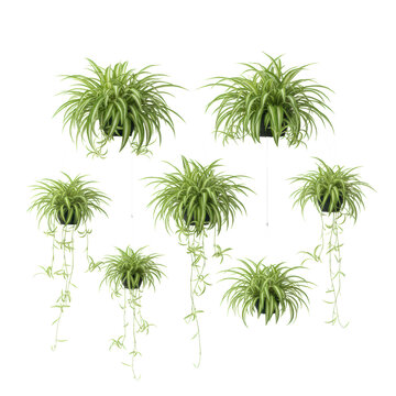 Seven spider plants with variegated leaves and dangling plantlets hanging at different heights against a transparent background, concept of botanical serenity