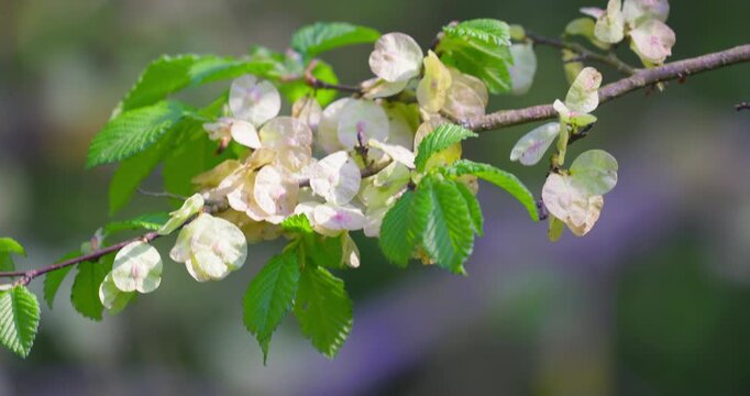 Wych elm (Ulmus glabra) winged seeds &ndash; close-up of samaras on branch