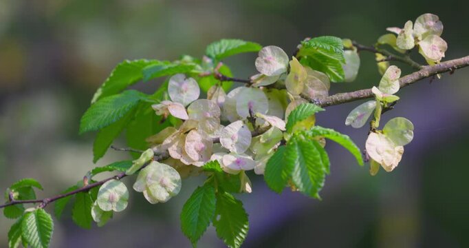 Wych elm (Ulmus glabra) winged seeds &ndash; close-up of samaras on branch