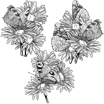 Black and white vector illustration set of butterflies resting on daisy blooms. Great for tattoo designs, textile prints, book illustrations, adult coloring pages, and eco friendly product labels.