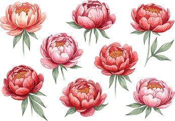 Set of Lush Pink and Red Peony Flower Vector Illustrations with Green Leaves for Elegant Wedding Invitations, Romantic Greeting Cards, and Luxury Floral Branding Designs © Mohammad