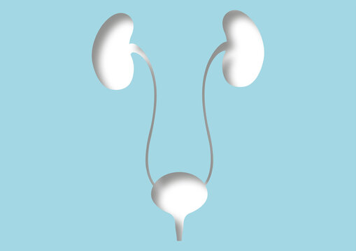 Urinary system, illustration