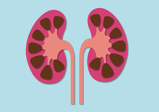 Kidneys and ureters, illustration