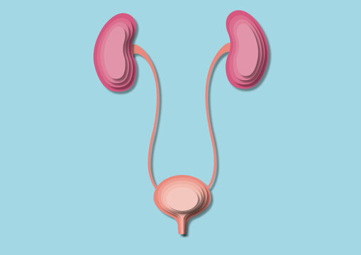 Urinary system, illustration