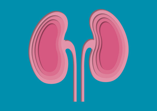 Kidneys and ureters, illustration