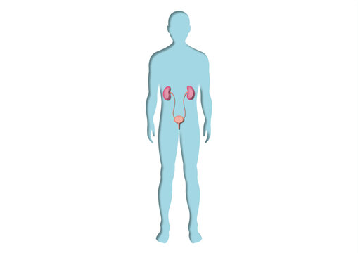 Male urinary system, illustration