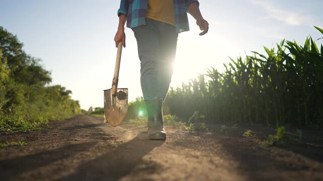 Walking with shovel along dirt road by cornfield in sunlight farmer in boot carries tool while dog follows casting long shadow on soil path during rural afternoon walking and farm work harvest
