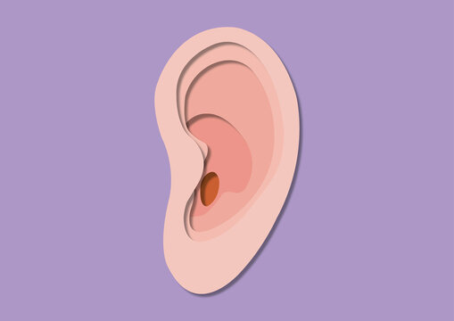 Ear, illustration