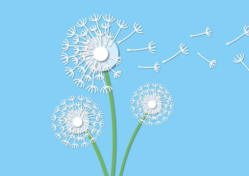 Dandelion seedheads, illustration