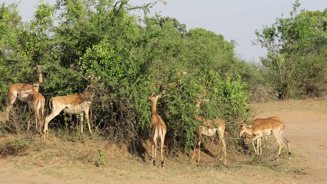 Impala antelopes (Aepyceros melampus) feeding on a bush, Kruger National Park, South Africa