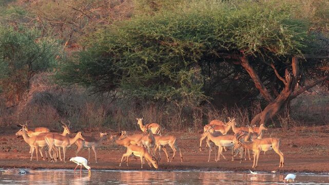 Herd of alert impala antelopes (Aepyceros melampus) at a waterhole, Kruger National Park, South Africa