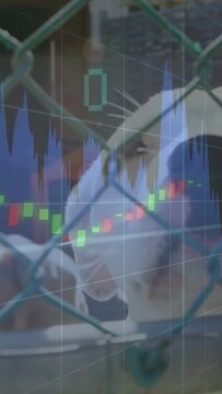 Vertical video: Chart overlay animating, dog sniffing fence while bars scrolling for market insight