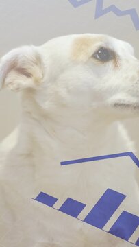 Vertical video: Dog blinking then turning right while blue charts and rings appearing, showing data