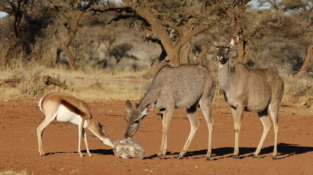 Springbok and kudu antelopes licking a salt block during the dry season, South Africa
