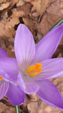 Crocus viola in fiore tra foglie secche, simbolo di rinascita primaverile e contrasto tra colori vividi e terreno autunnale
