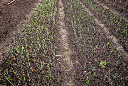 Feld mit Zwiebel Stecklinge im Fr&uuml;hjahr