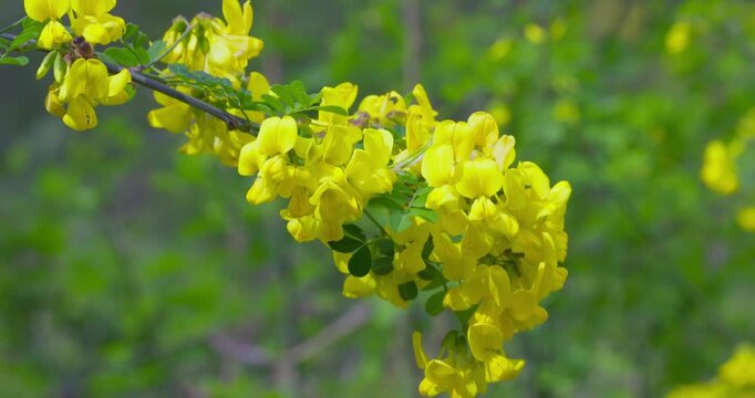 Hippocrepis emerus Branch with Yellow Flowers in Bloom
