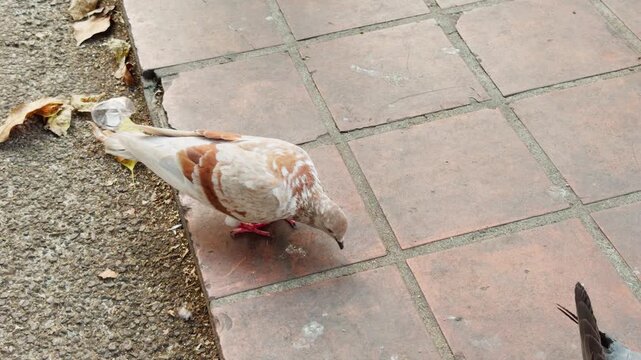 Pigeon Walking and Foraging on Tiled Ground in Thai Urban Setting