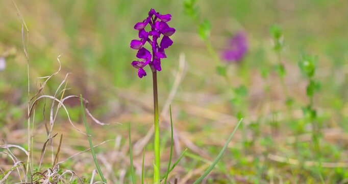 Anacamptis morio Wild Orchid in Grassland Meadow