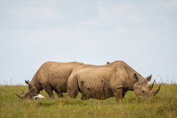 Fototapeta premium 2 black rhinos in the savanna of Ol Pejeta Conservancy in Laikipia, Kenya. 