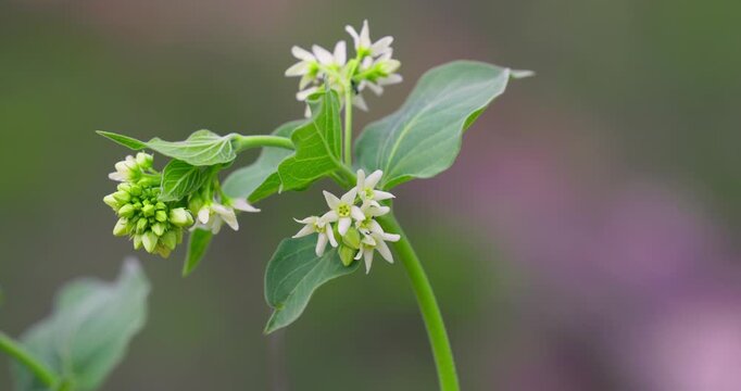 White Flowers of Swallow Wort (Vincetoxicum hirundinaria) in Natural Habitat