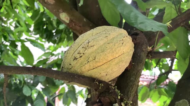 coconut tree in thailand