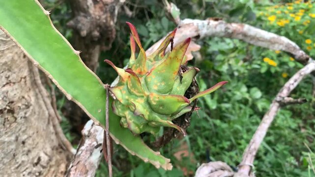 a branch of a tree in the wind