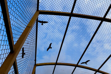 Silhouettes of birds flying against a blue sky seen through a metal mesh structure, creating a striking contrast between freedom and confinement © AJay