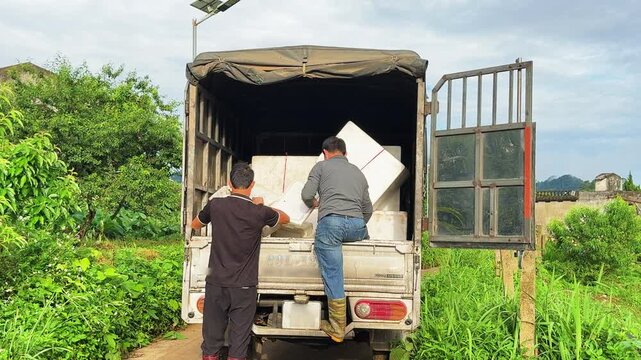 Workers loading harvested fruit crates into truck in Moc Chau Vietnam, agriculture logistics, farm to market and supply chain.
