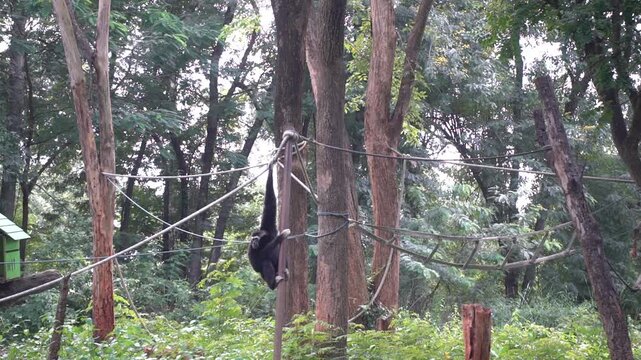 A large black-furred monkey swings from a rope and branches.