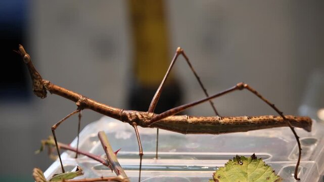 Stick insect (Phasmatodea) moving slowly on a branch. Macro footage.