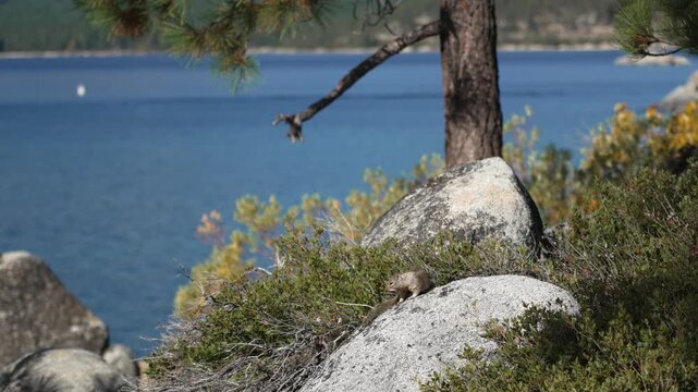 Ground squirrel in alpine setting with blurred water and natural surroundings