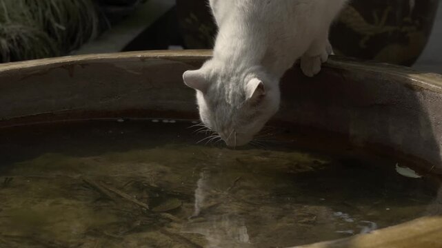 Thirsty White Cat Drinking from Large Water Basin - Cats at Suzhou Xiyuan Temple (Jiangsu, China)