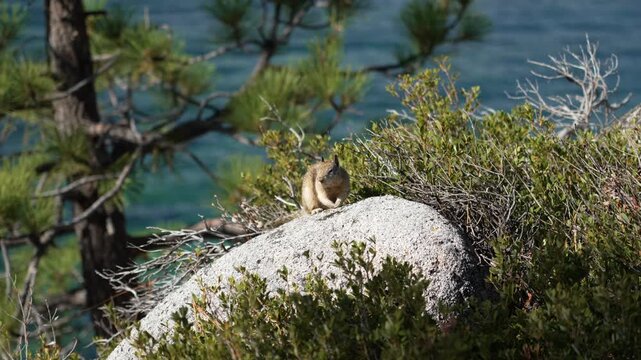 Wildlife scene of squirrel perched on rock with turquoise lake behind