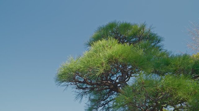 A bright outdoor shot focusing on the lush green needles at the top of a pine tree. The intricate branches stand out sharply against a clear, vibrant blue sky in daylight.