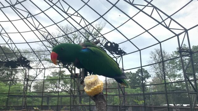 Green parrot with orange beak eating corn on the cob