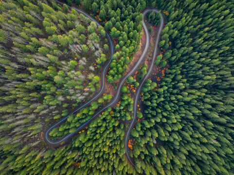 Aerial view of winding road with sharp hairpin turns snaking through a dense evergreen forest with hints of autumn foliage Lane County, Oregon, United States.
