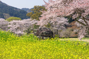 春の石舞台古墳　奈良県明日香村にて © photop5