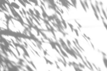 Obraz premium Abstract natural tree branch leaves shadow on white wall background