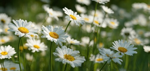 Fototapeta premium The Daisies in a Sunlit Meadow with Soft Bokeh and Fresh Spring Blooms
